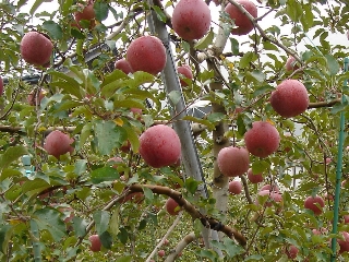 りんごの風景１
